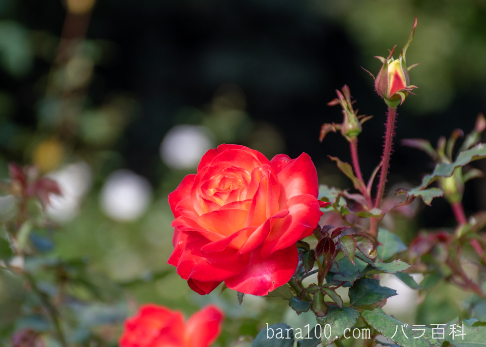 フリュイテ：長居植物園バラ園で撮影したバラの花
