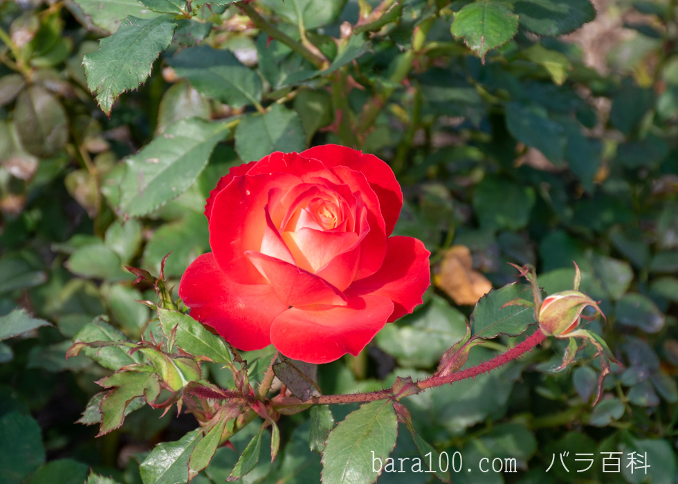 フリュイテ：長居植物園バラ園で撮影したバラの花