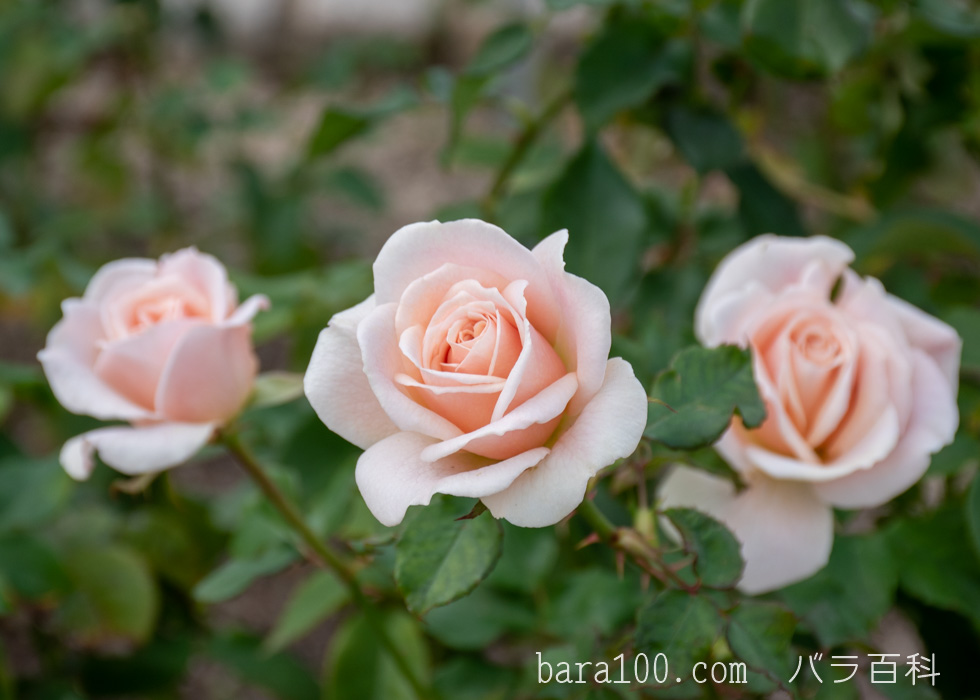フレンチ・レース：長居植物園バラ園で撮影したバラの花