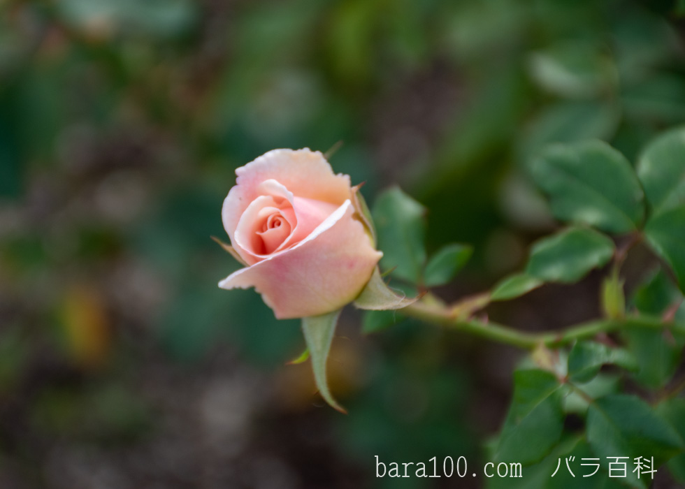 フレンチ・レース：長居植物園バラ園で撮影したバラのつぼみ