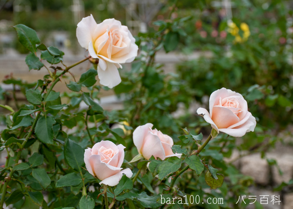フレンチ・レース：長居植物園バラ園で撮影したバラの花
