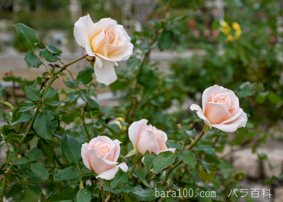 販売ウェブサイト 白薔薇☆フレンチレース☆大輪☆バラ苗 薔薇苗☆薔薇