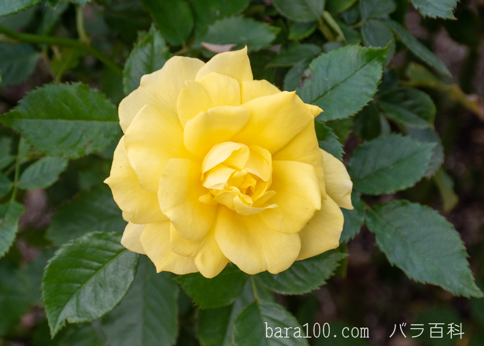 フリージア/サンスプライト：長居植物園バラ園で撮影したバラの花