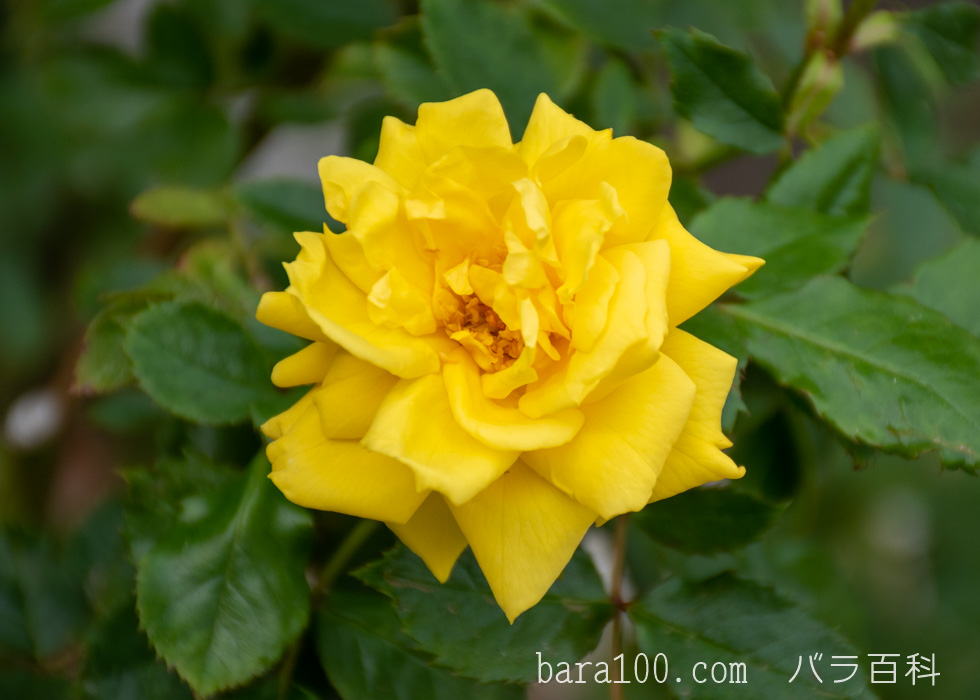 フリージア/サンスプライト：長居植物園バラ園で撮影したバラの花
