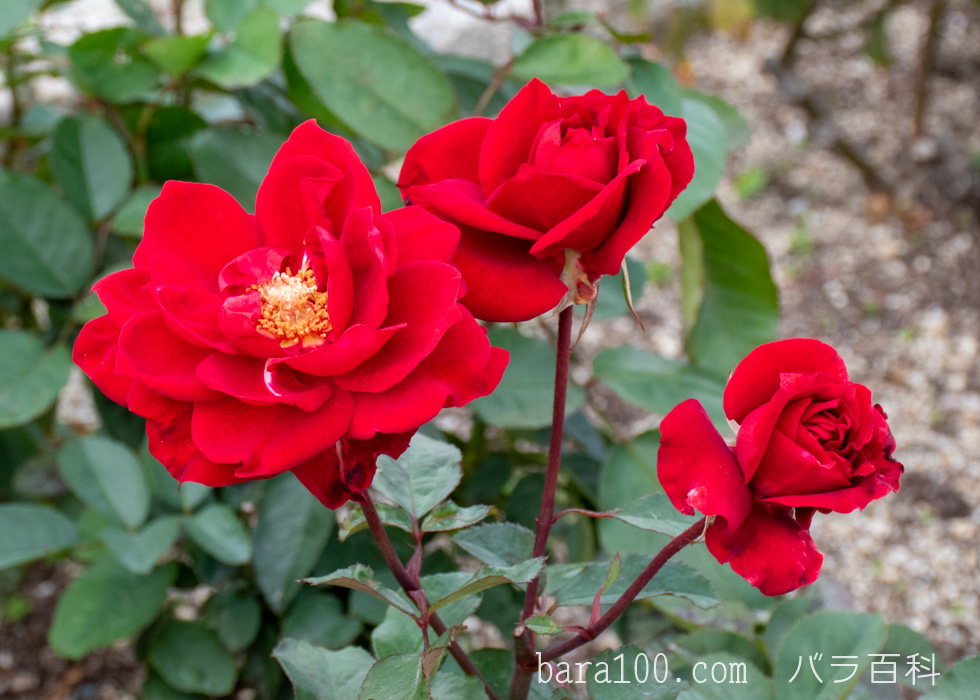 ガルテンツァウバー’84：長居植物園バラ園で撮影したバラの花