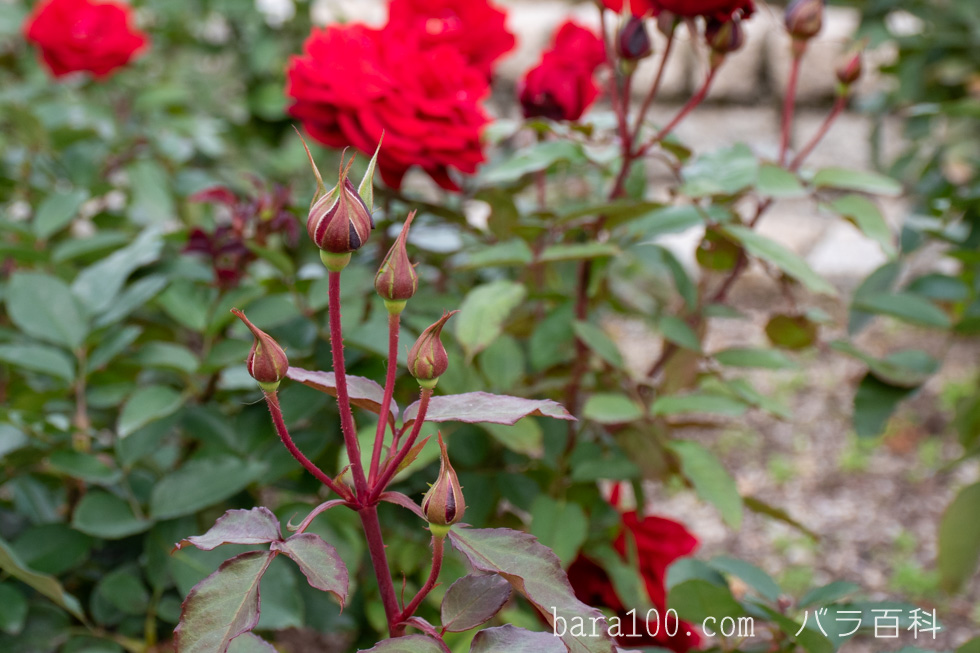 ガルテンツァウバー’84：長居植物園バラ園で撮影したバラのつぼみ
