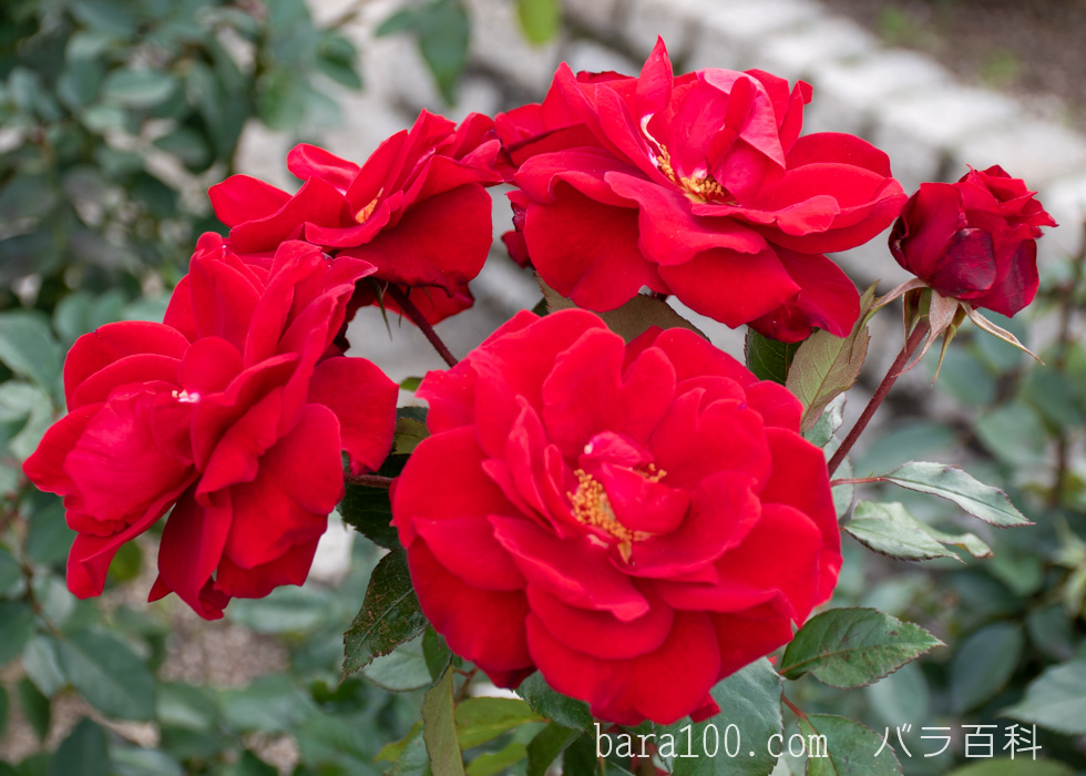 ガルテンツァウバー’84：長居植物園バラ園で撮影したバラの花