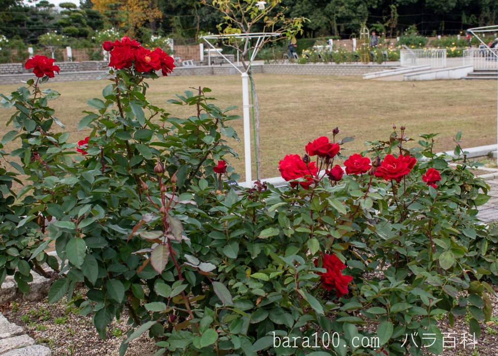 ガルテンツァウバー’84：長居植物園バラ園で撮影したバラの木