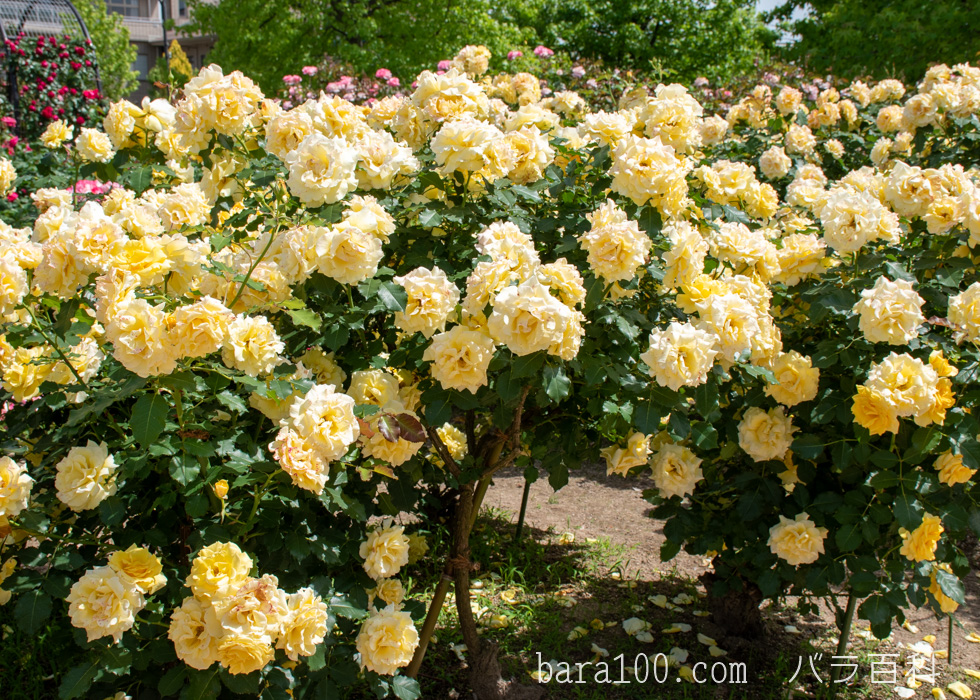 ゴールド・バニー：長居植物園バラ園で撮影したバラの花