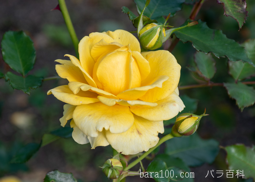 ゴールド バニー：長居植物園バラ園で撮影したバラの花