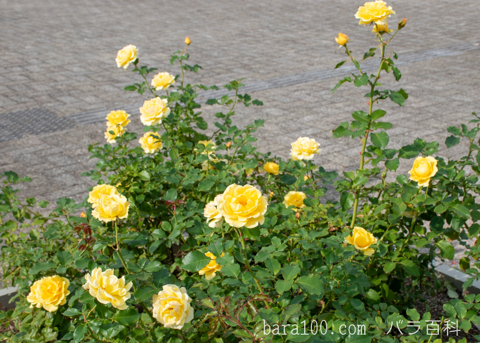 ゴールド バニー：長居植物園バラ園で撮影したバラの花