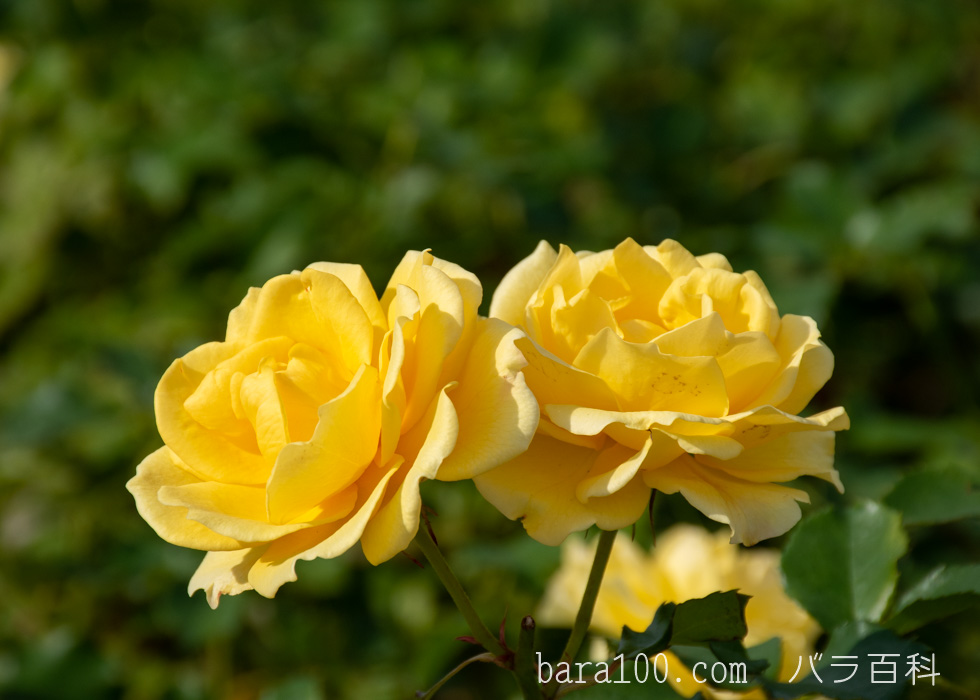 ゴールド・バニー：長居植物園バラ園で撮影したバラの花