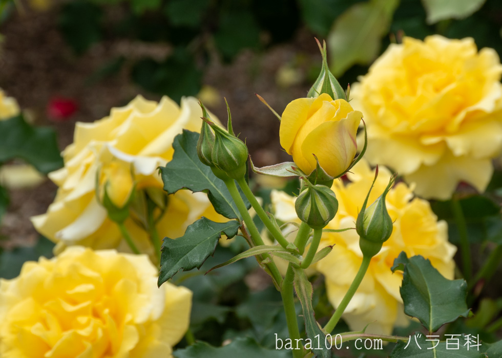 ゴールド バニー：湖西浄化センター バラ花壇で撮影したバラのつぼみ