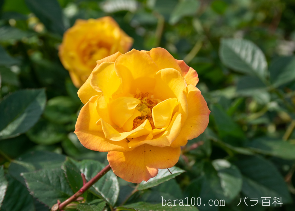 ゴールドマリー’84：長居植物園バラ園で撮影したバラの花