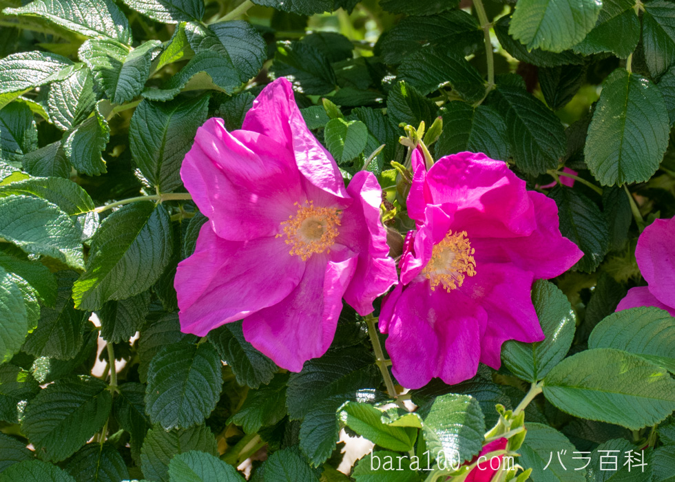 ハマナス/ハマナシ：花博記念公園鶴見緑地バラ園で撮影したバラの花
