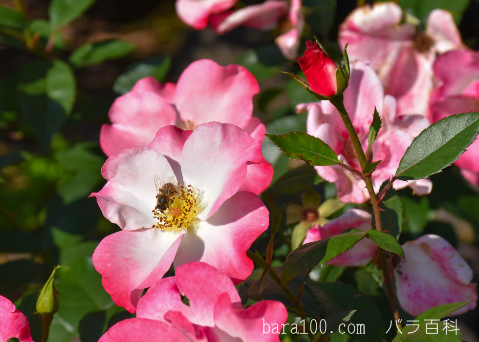 花霞（ハナガスミ）：荒巻バラ公園で撮影したバラの花