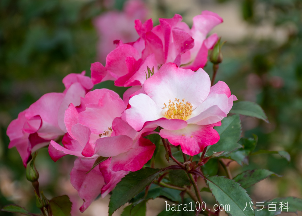 花霞（ハナガスミ）：長居植物園バラ園で撮影したバラの花