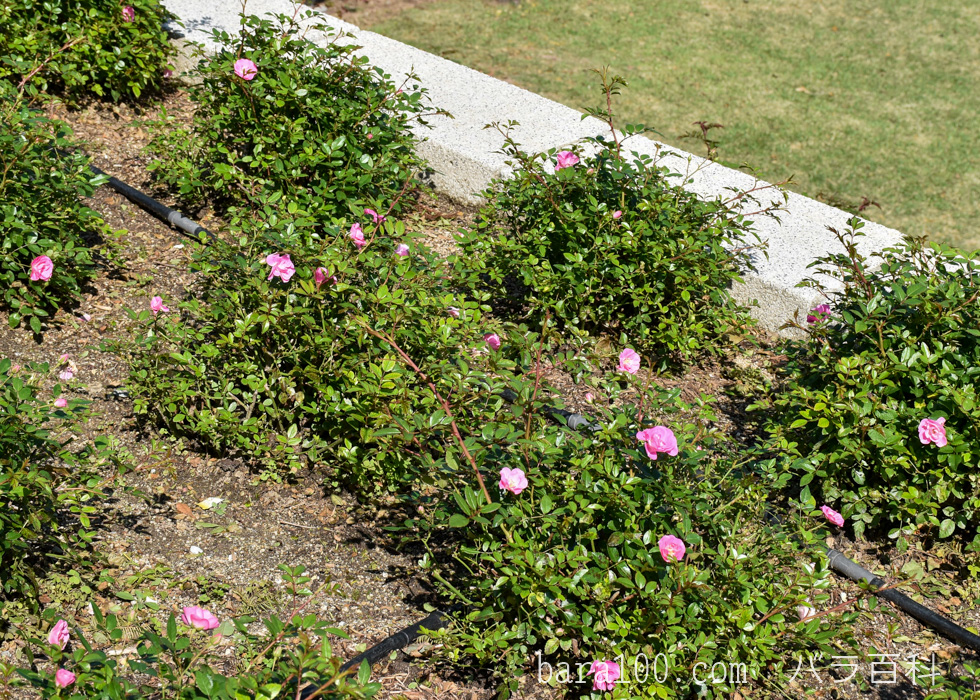 花冠（ハナカンムリ）：荒巻バラ公園で撮影したバラの花