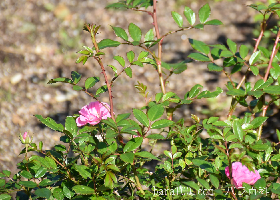 花冠（ハナカンムリ）：荒巻バラ公園で撮影したバラの花