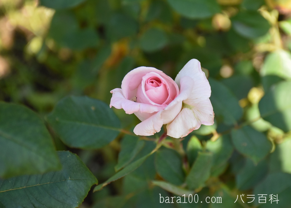 花嫁（ハナヨメ）：花博記念公園鶴見緑地バラ園で撮影したバラの花