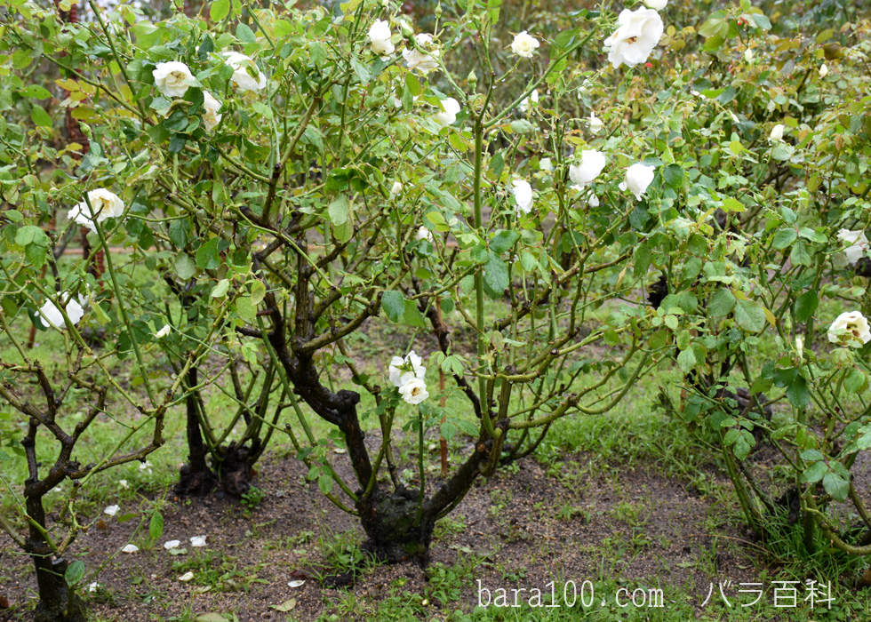 アイスバーグ/シュネービッチェン：庄堺公園バラ園で撮影したバラの花