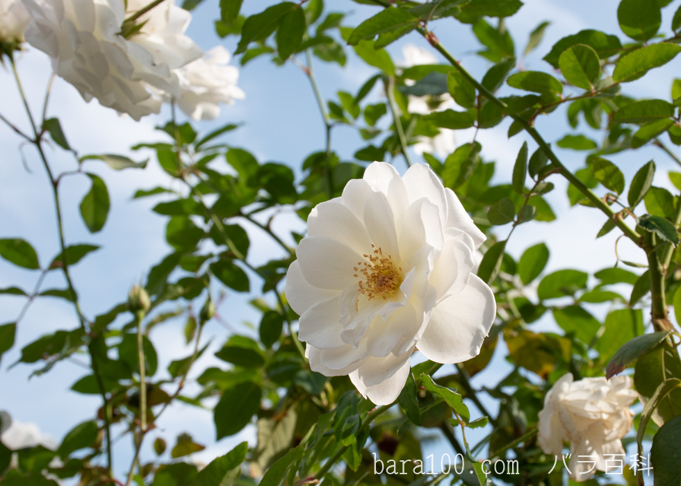 アイスバーグ/シュネービッチェン：長居植物園バラ園で撮影したバラの花