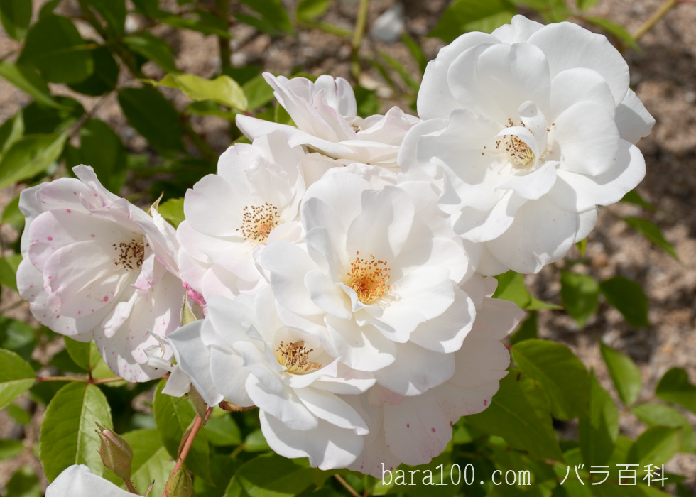 アイスバーグ/シュネービッチェン：庄堺公園バラ園で撮影したバラの花