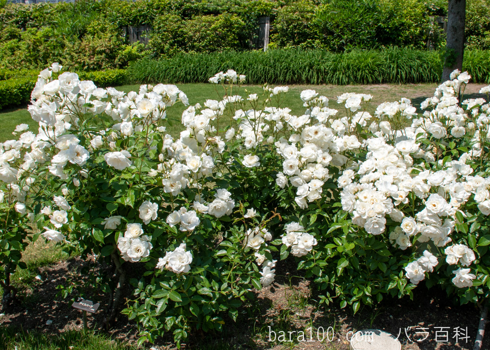 アイスバーグ/シュネービッチェン：びわ湖大津館イングリッシュガーデンで撮影したバラの花