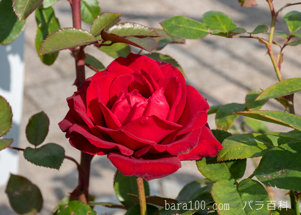 イングリッド バーグマン：長居植物園バラ園で撮影したバラの花