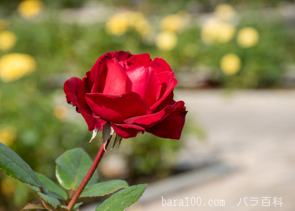 イングリッド バーグマン：長居植物園バラ園で撮影したバラの花