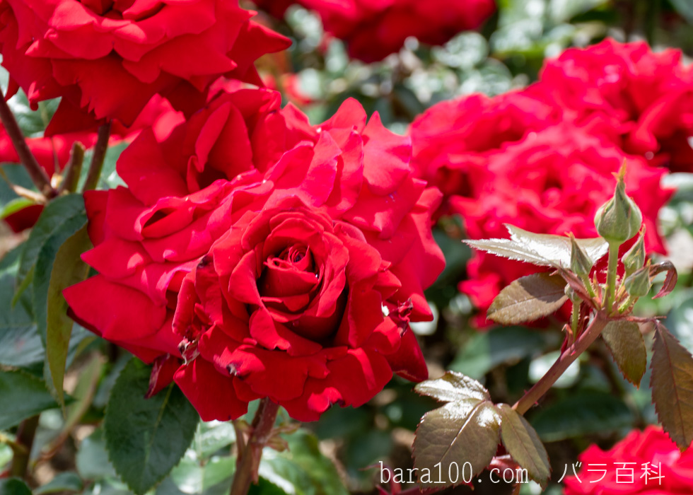イングリッド バーグマン：湖西浄化センター バラ花壇で撮影したバラの