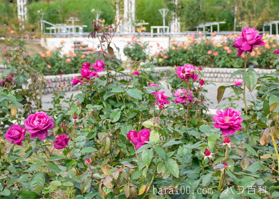 イントゥリーグ/イントリーグ：長居植物園バラ園で撮影したバラの花