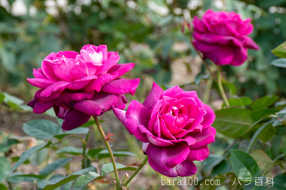 イントゥリーグ/イントリーグ：長居植物園バラ園で撮影したバラの花
