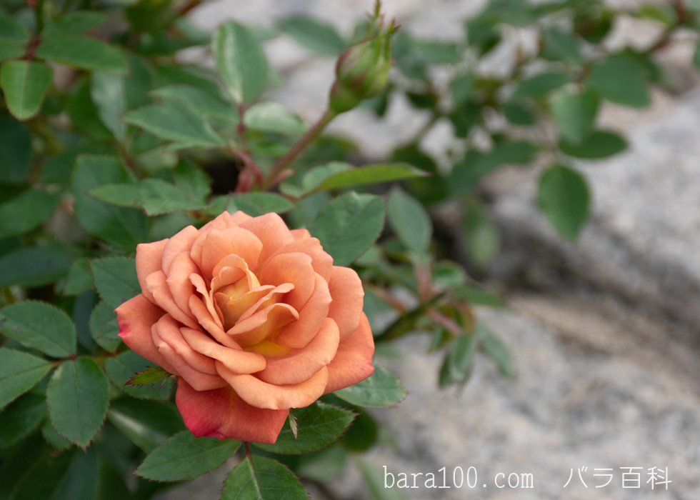 カレイドスコープ：長居植物園バラ園で撮影したバラの花