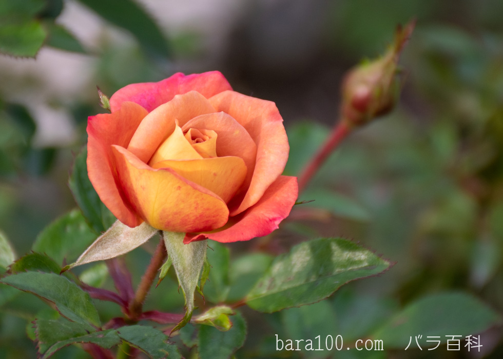 カレイドスコープ：長居植物園バラ園で撮影したバラの花
