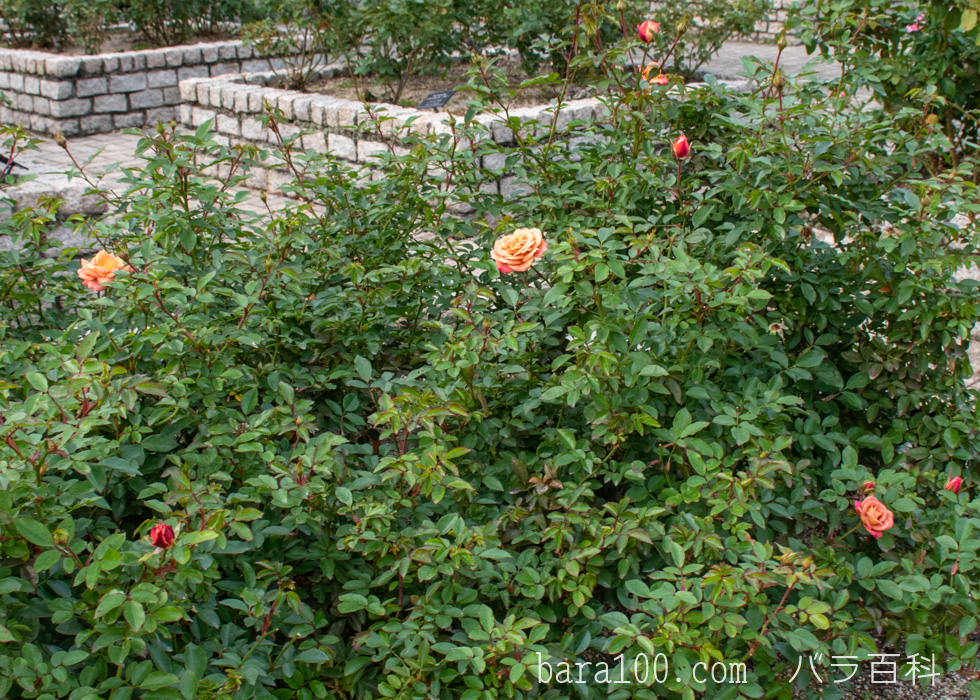 カレイドスコープ：長居植物園バラ園で撮影したバラの木