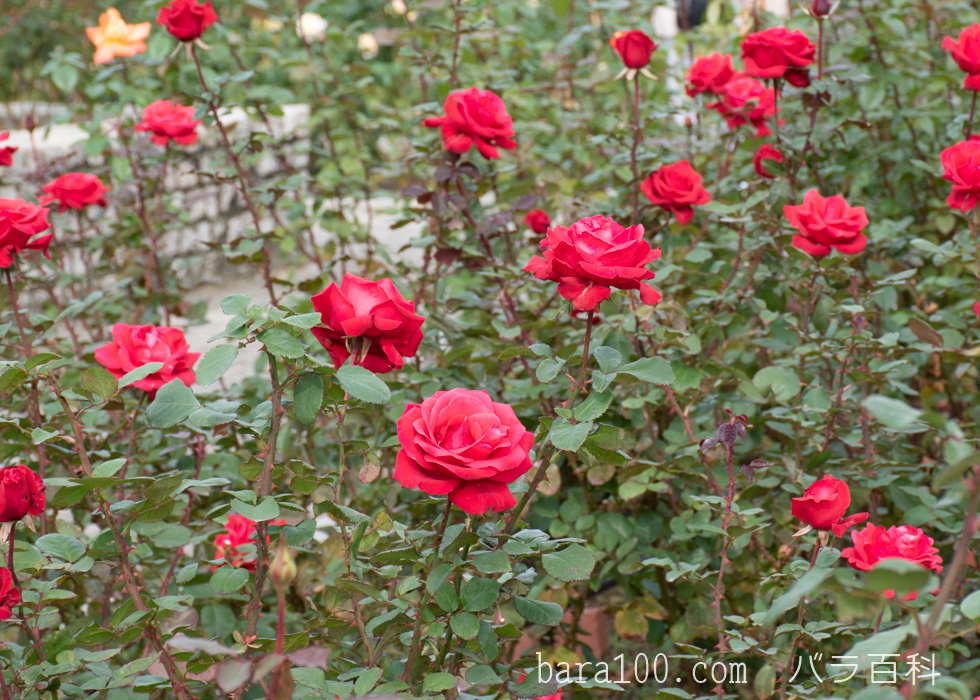 カーディナル：長居植物園バラ園で撮影したバラの花