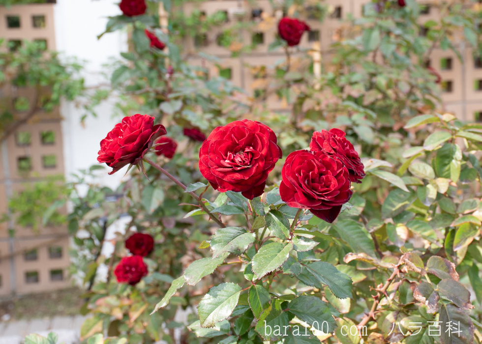 ラーヴァグルート/ラバグルト：長居植物園バラ園で撮影したバラの花