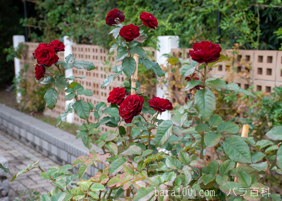 ラーヴァグルート / ラバグルト：長居植物園バラ園で撮影したバラの花