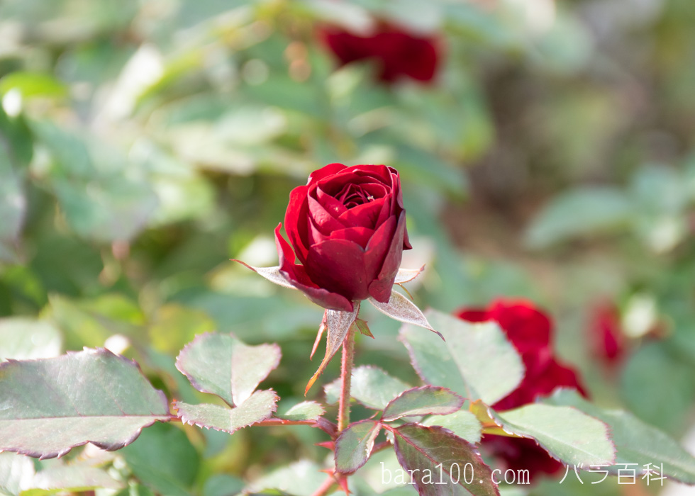 ラーヴァグルート/ラバグルト：長居植物園バラ園で撮影したバラの花