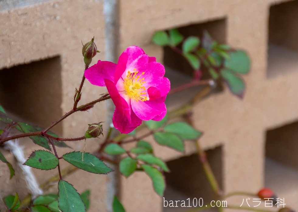 ラベンダー・ドリーム：長居植物園バラ園で撮影したバラの花