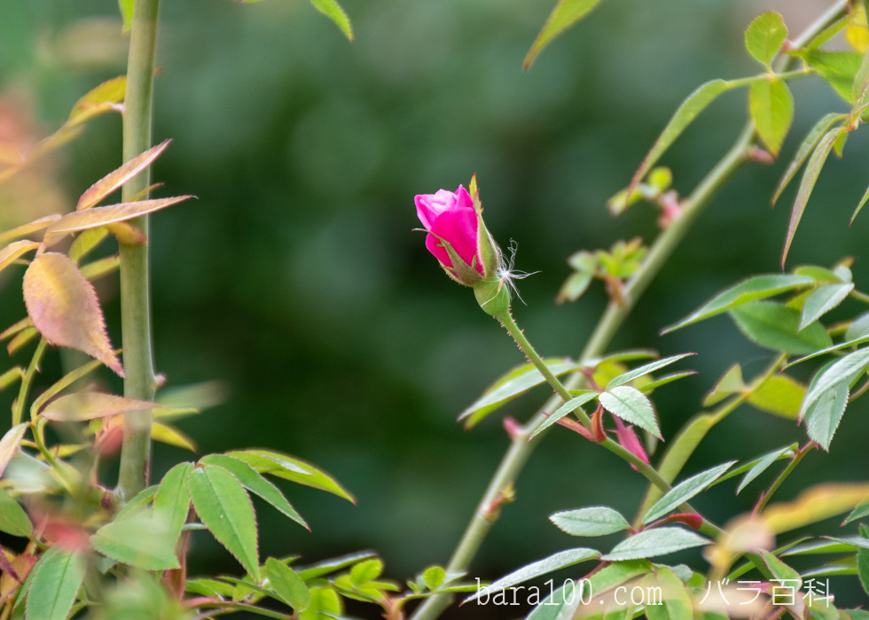 ラベンダー ドリーム：長居植物園バラ園で撮影したバラのつぼみ