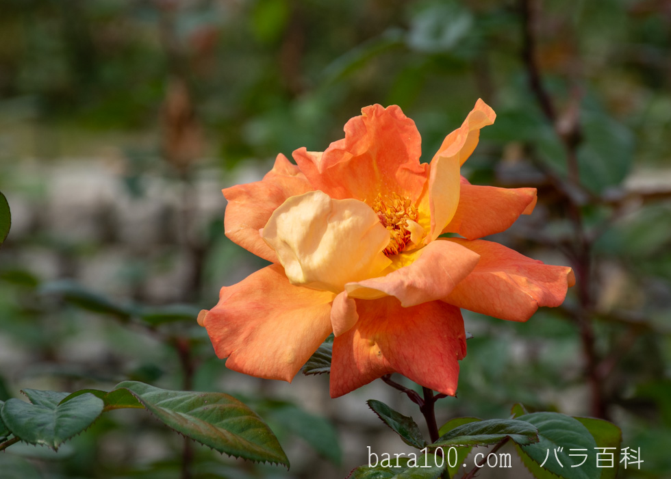 ルイ・ド・フュネス/ルイ・ド・フューネ：長居植物園バラ園で撮影したバラの花