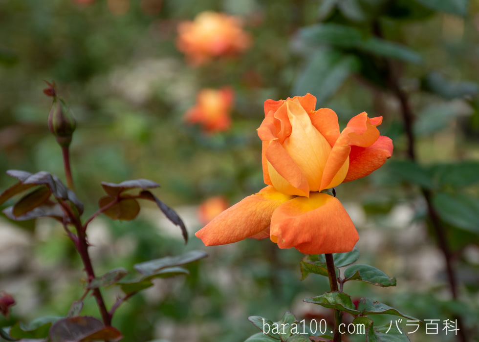 ルイ ド フュネス / ルイ ド フューネ：長居植物園バラ園で撮影したバラのつぼみ