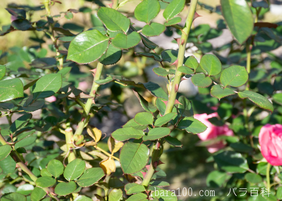 マガリ：花博記念公園鶴見緑地バラ園で撮影したバラの葉と枝とトゲ