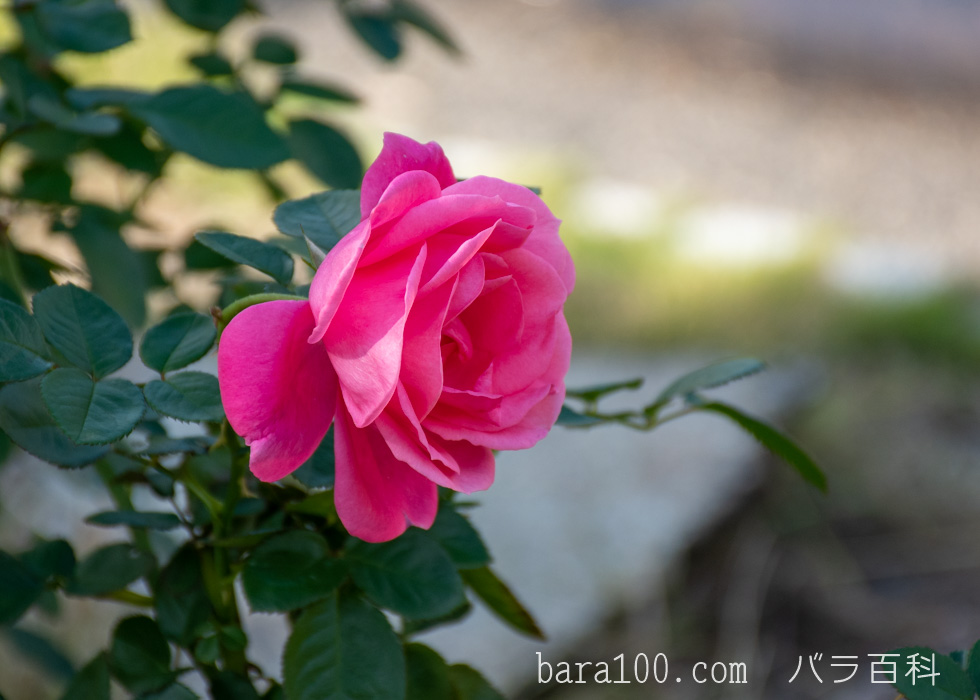 マガリ：花博記念公園鶴見緑地バラ園で撮影したバラの花