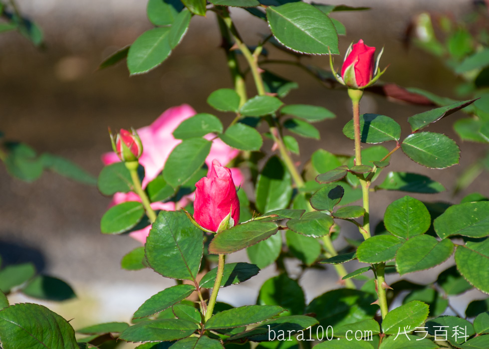 マガリ：花博記念公園鶴見緑地バラ園で撮影したバラのつぼみ