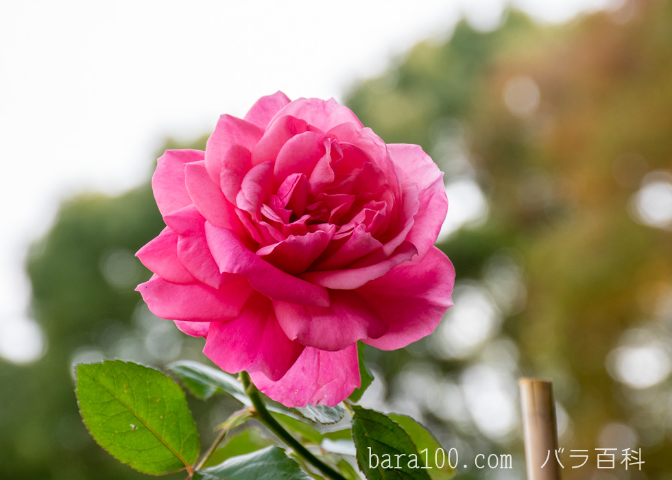 マガリ：長居植物園バラ園で撮影したバラの花