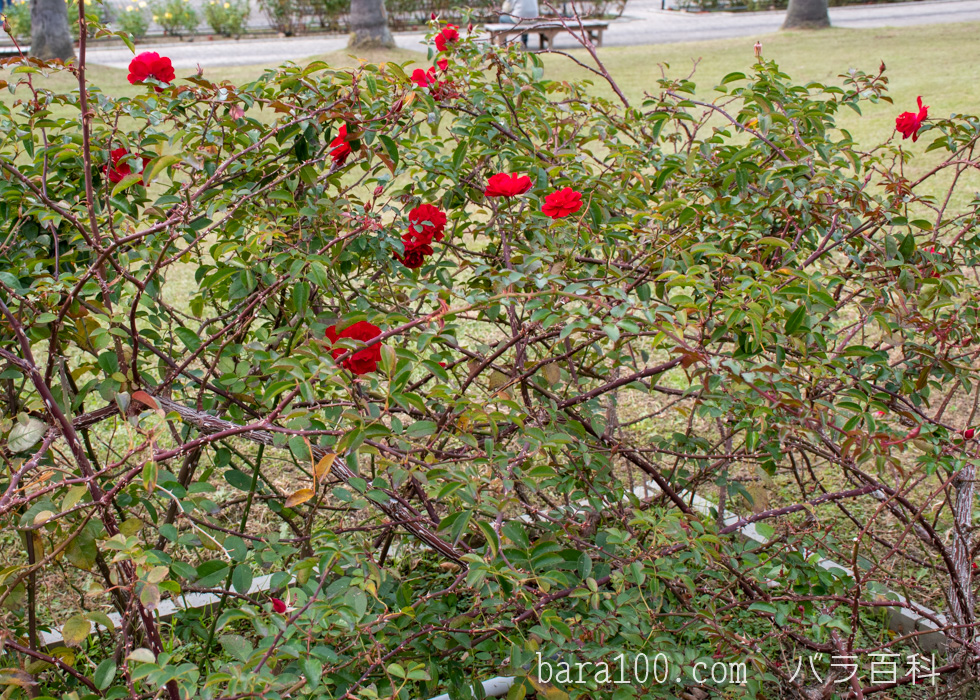 マイナーフェアー / マイナウフォイアー：長居植物園バラ園で撮影したバラの木