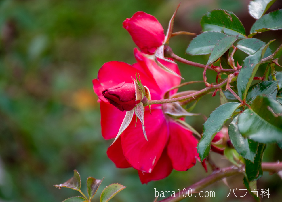 マイナーフェアー / マイナウフォイアー：長居植物園バラ園で撮影したバラの花